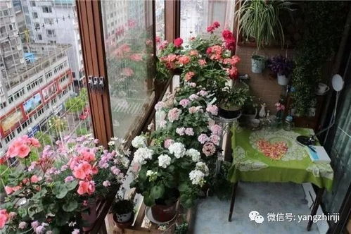 夏季阳台花草遮阴，如何选择合适的遮阳网