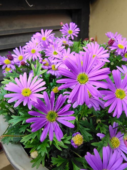 翠菊苗一棵的价格