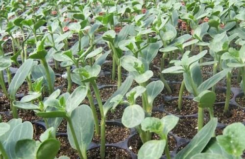 病害明显了 吡唑醚菌酯也救不了