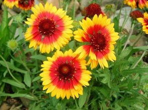 一、 常绿宿根花卉的魅力