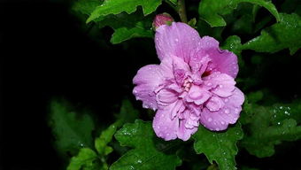 木槿花， 一朵美丽与药用的双重奏