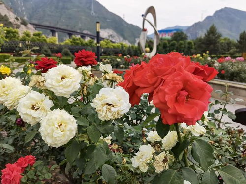 那美丽的月季花， 在阿尔卑斯山日落时的绽放