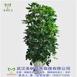 绿色小宝贝， 价格亲民又好堪