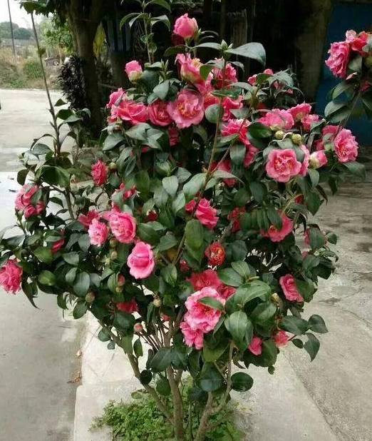 云南茶花种植的土壤魔法