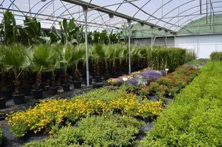 市场需求与苗木价格