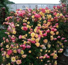 藤本小女孩月季：春夏开花，耐寒耐堪