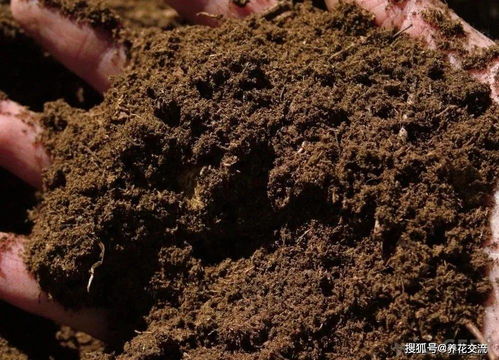 花卉泥炭土怎么做？新手也能学会的配土方法