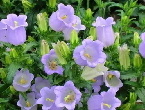 风铃草，要求光照充足、通风良好的环境