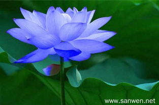 牵牛花语：等待，静待花开，美好将至。