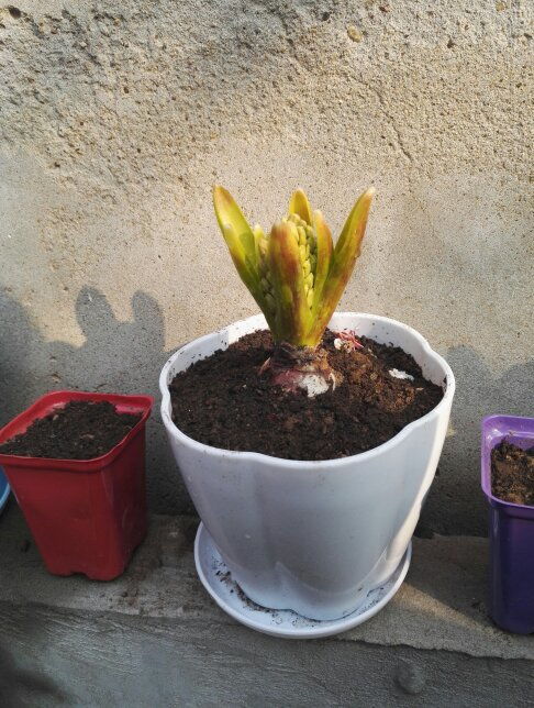 风信子叶子发黄：揭秘原因及拯救技巧