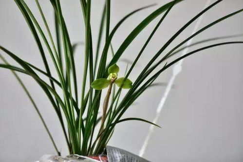 马银花为何总是生病？病虫害防治技巧有哪些
