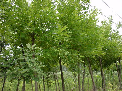 国槐(71)