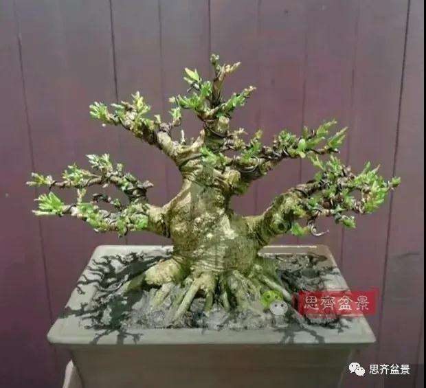 盆景球结剪，为何能塑造独特造型