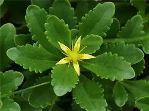 四季青的花期揭秘