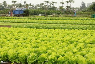 塘泥：大自然的馈赠