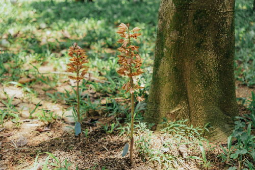 无花无叶，生命的奇观
