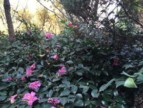 茶梅冬天修剪，得知道这些小秘密