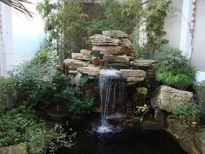 假山草种子拌泥土的小秘密