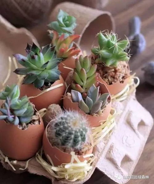 花盆小， 心不慌，15公分的花盆也Neng养出美美哒花卉