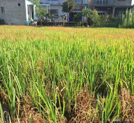 4、水稻对敌稗的耐受力