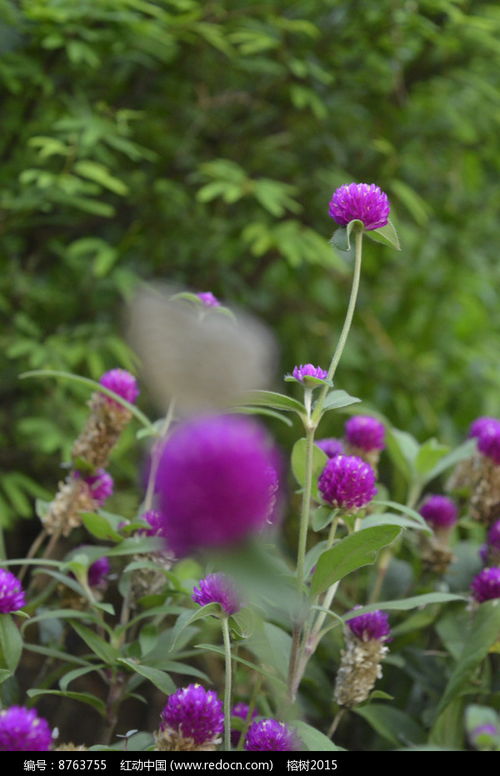 花影扶疏的立体美学