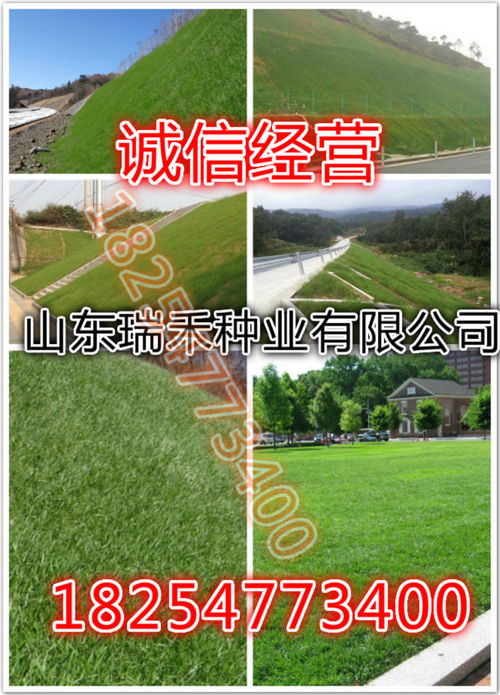 结缕草：耐旱小英雄