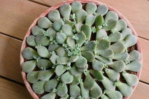 多肉叶片扦插：如何轻松培育多肉植物