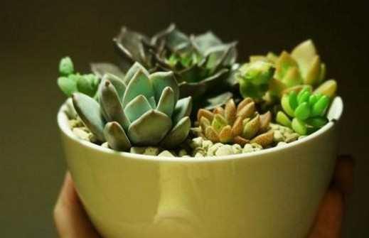 室内养花：新手必备肥料攻略