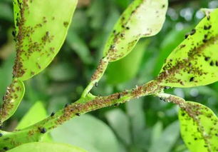 橘子树盛花期蚜虫泛滥，有什么高效环保的防治方法？