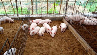 探讨规模化养猪在现代农业养殖中的创新与实践