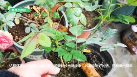 月季花朵套袋后的烦恼：如何让花儿健康成长？