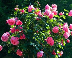 月季叶片黄了怎么办？