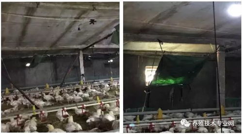 冬季育雏，保温与通风是关键