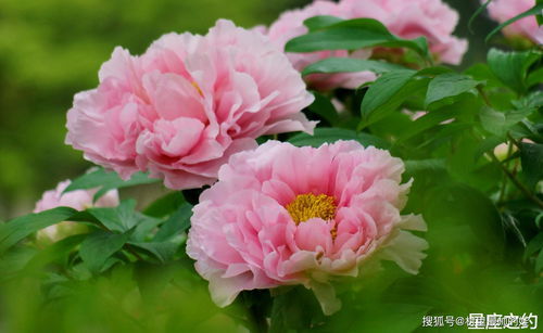 牡丹花几点开？它为何偏爱清晨七点绽放