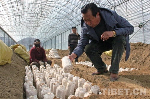 室内灵芝菌包如何种植才能成功？需要哪些具体步骤和注意事项