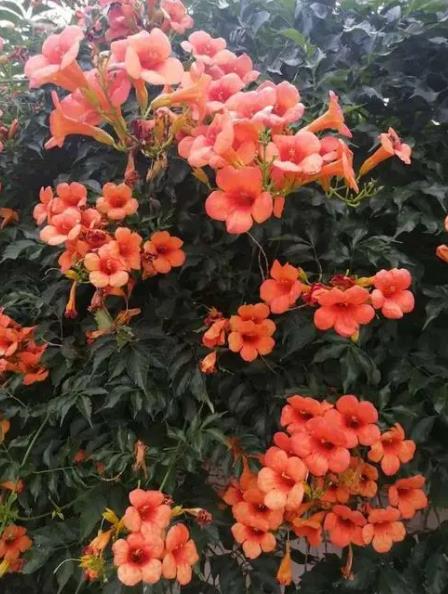 初冬花卉养植指南：盘点6种好养又好kan的花卉