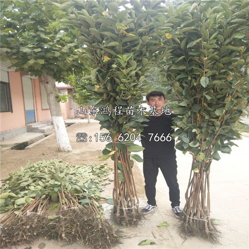 生长速度，真相大白