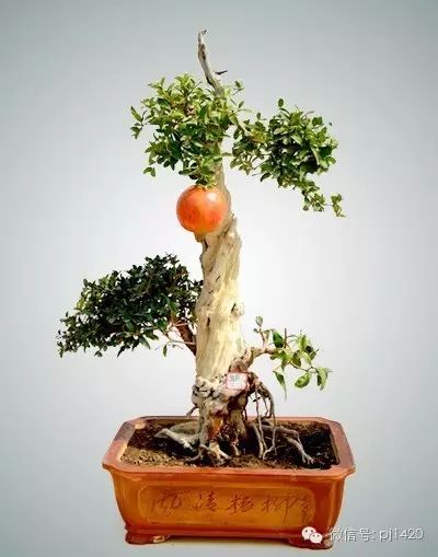 曲干式和悬崖式