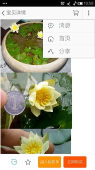 苏州花鸟市场，睡莲的故乡？