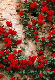 欧月季， 国外的美丽使者