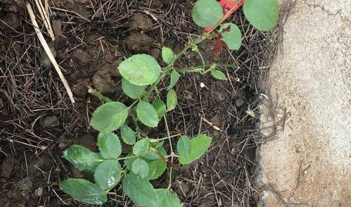 染后得学会适度控水。