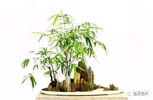 屋卷绢繁殖技巧中，屋卷绢扦插分株方法具体是怎样的