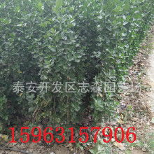 黄杨树苗的价格，你猜多少？