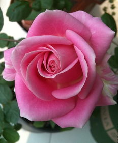 花期之谜， 揭开面纱