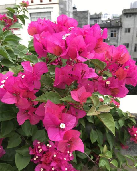 三角梅养好， 花开艳丽