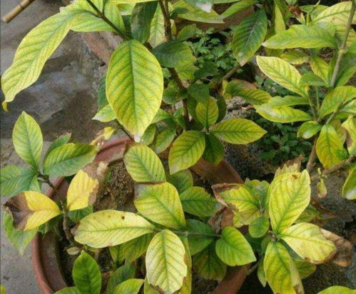 栀子花缺铁？为什么浇白醋