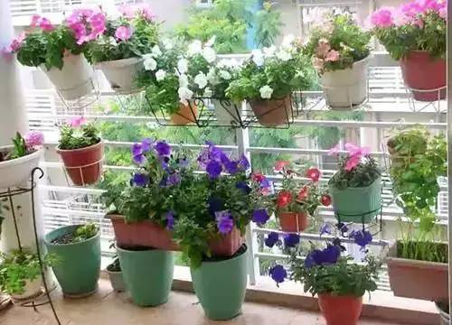 柠檬：阳台上的健康守护者