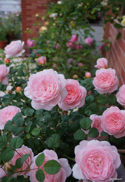 瑞典女王月季：高贵的气质， 独特的魅力