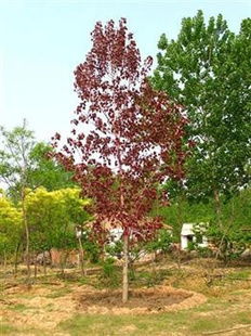 红叶杨的移栽与养护：呵护它们成长的每一步