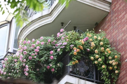 种植月季的注意事项：呵护花朵， 让生活geng美好